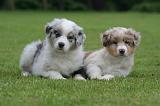 BERGER AUSTRALIEN PUPPIES 822